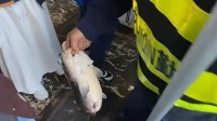 趵突泉胖錦鯉撐死好幾條 保安拎罪證勸游客不要喂魚